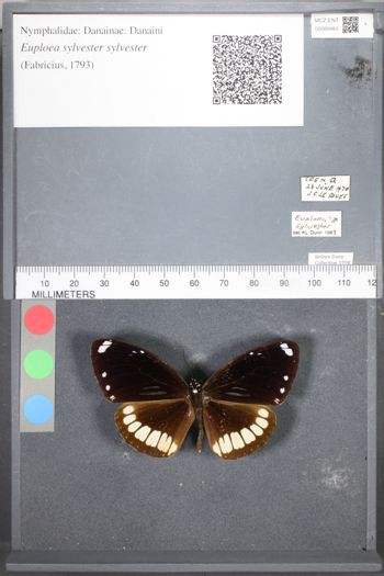 Media type: image;   Entomology 89483